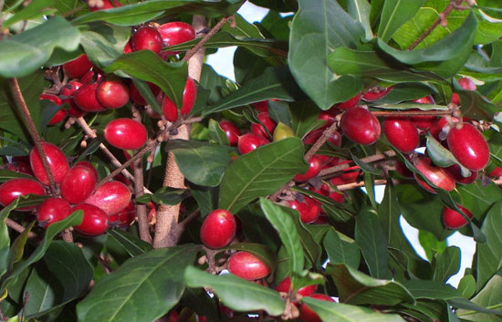 01. 神秘果(拉丁名:synsepalum dulcificum)